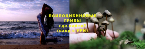сатива Новодвинск